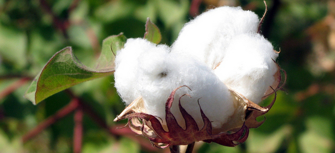 Close up of fluffy cotton flower